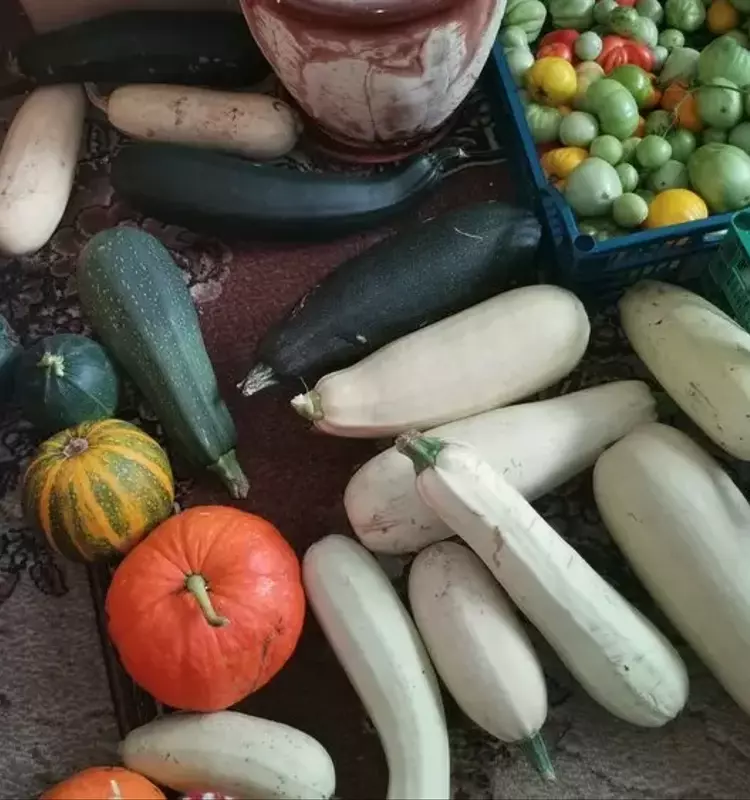 Guía Definitiva para Cosechar y Conservar Calabacines y Calabazas