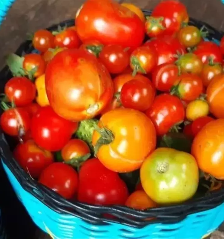 Estrategias Eficaces para Acelerar la Maduración del Tomate y Obtener Cosechas Abundantes