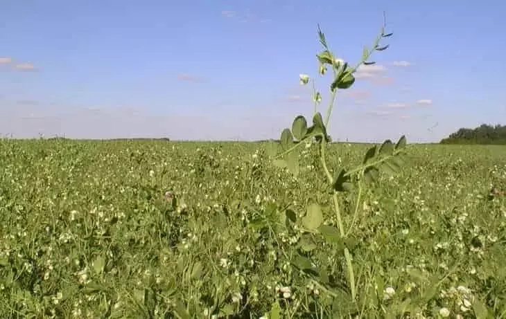 El Futuro Verde de la Agricultura: Leguminosas y Polinizadores