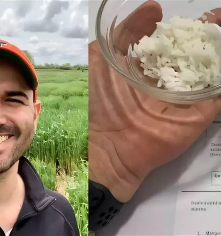 Avances Genómicos Impulsan la Calidad del Grano en Cultivos Básicos