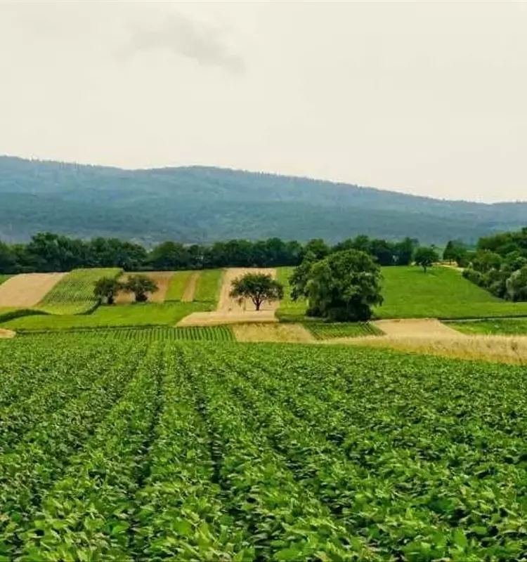 Caliza Agrícola: Un Aliado Crucial Contra el Cambio Climático y para la Productividad de Cultivos
