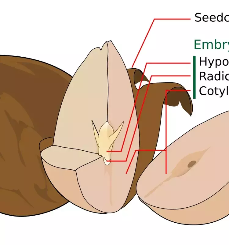La Semilla: Origen y Mecanismos de Vida Vegetal