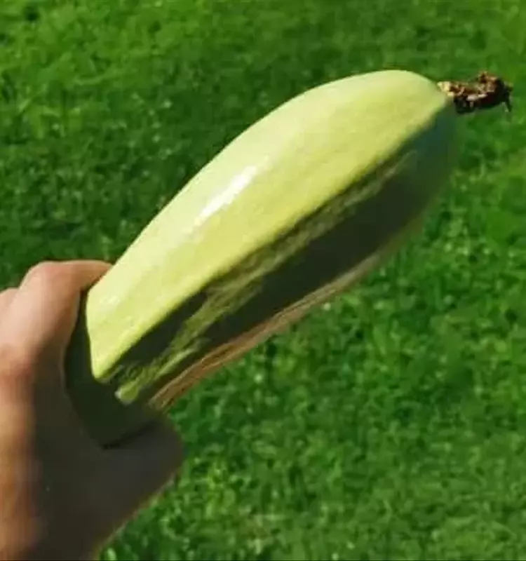 Secretos para la Conservación Óptima del Calabacín en Entornos Domésticos