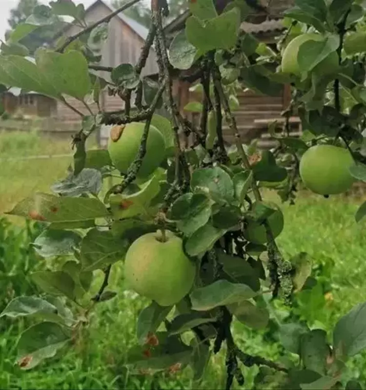 Optimización del Cultivo de Manzanos: Abordando la Deficiencia de Potasio