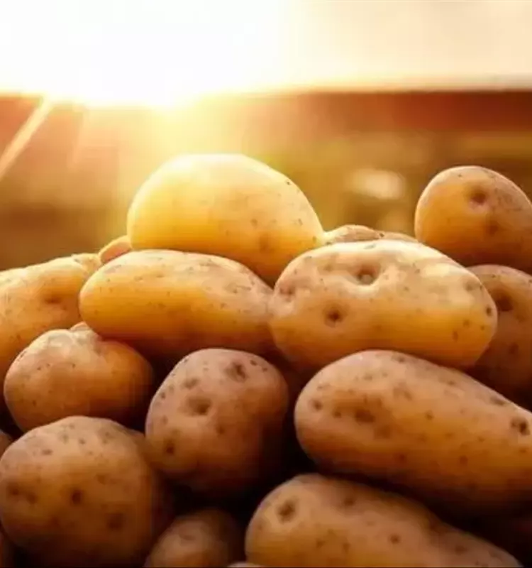 Avances en la Resistencia al Calor de la Papa: Un Futuro Agrícola Prometedor