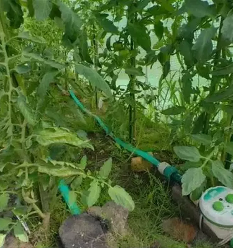 El Tesoro Oculto del Tomate: Usos Innovadores de sus Hojas en el Jardín