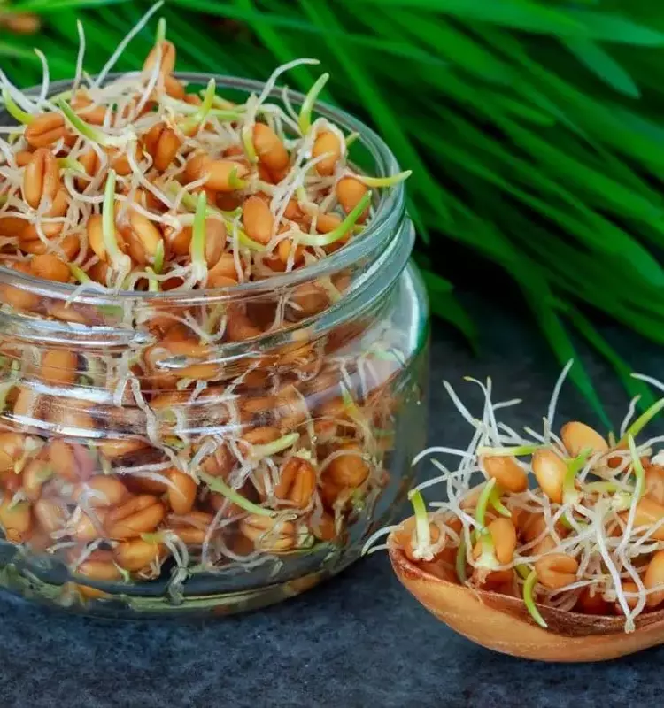 Guía Completa para el Manejo y Germinación de Semillas Húmedas