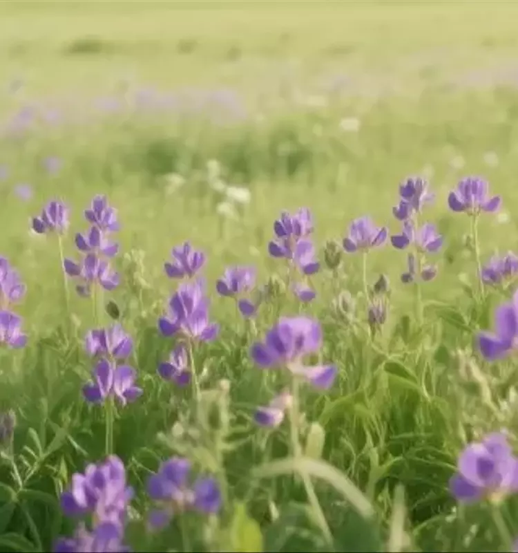 Avances Genéticos para Fortalecer la Alfalfa frente a la Antracnosis