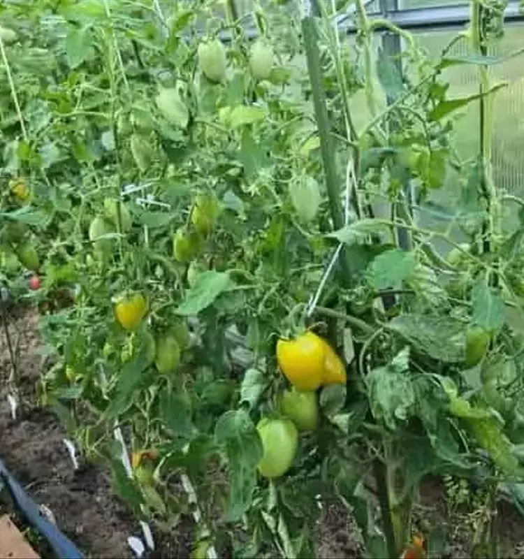 Guía Definitiva para Madurar Tomates en Casa: Estrategias y Errores Comunes