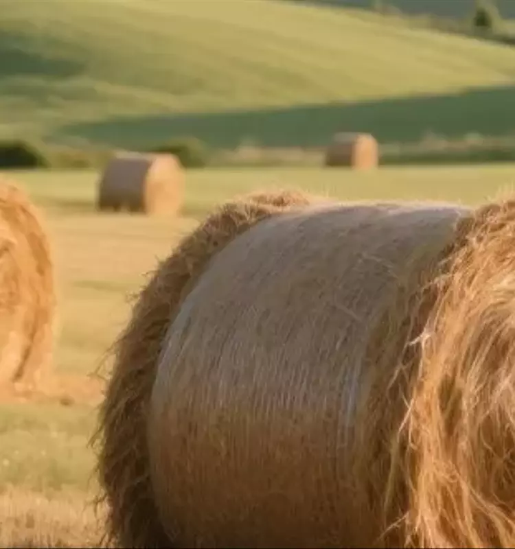 Optimización del Forraje: Subproductos de Colza y Paja de Trigo en la Dieta del Ganado Canadiense