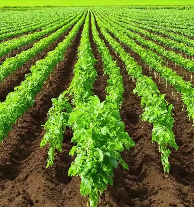 Avance en la Agricultura: IA Revoluciona el Monitoreo de Cultivos con Datos Mínimos