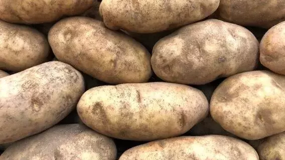 La Madurez de la Patata: Claves para una Cosecha Perfecta y Conservación Duradera