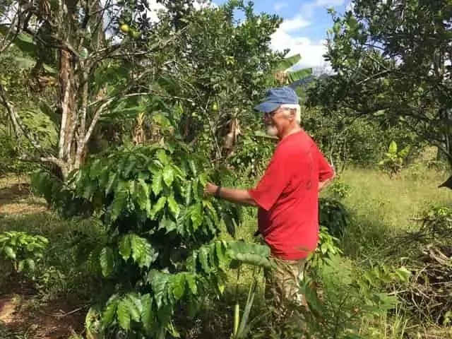 Hormigas, Caos y el Futuro del Cultivo de Café