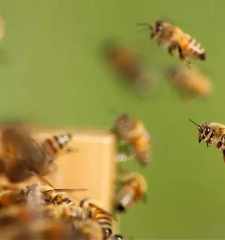 Impacto de los Virus en el Comportamiento de Vuelo de las Abejas Melíferas