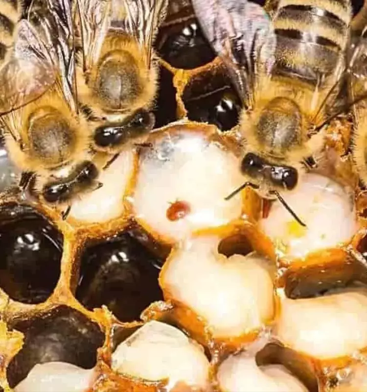 Las Abejas: Centinelas Naturales de la Salud de la Colmena