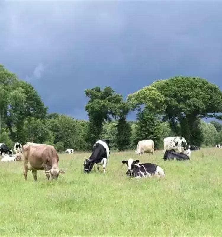 Un Nuevo Horizonte para la Agricultura: Integrando la Biodiversidad en la Producción de Alimentos