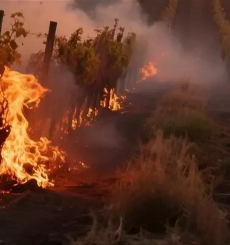 Catástrofe Vitivinícola en Aude: Incendios Devastan Viñedos Franceses y Amenazan la Cosecha Futura