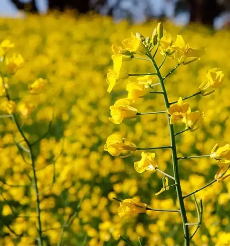 Tensiones Comerciales: China Impone Aranceles a la Canola Canadiense y Redefine Estrategias de Importación