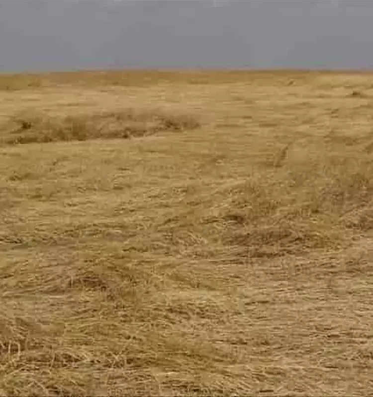 Innovación Canadiense: Avispas Parasitoides Protegen Trigo de Plaga de Mosca Sierra