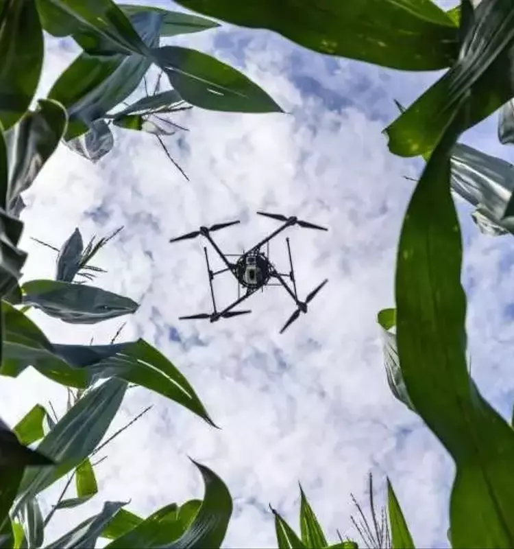 Drones y IA: Revolución en el Monitoreo de la Salud del Maíz