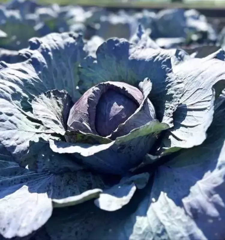 Optimización de Compuestos Saludables en la Col Lombarda Mediante Técnicas de Cultivo Innovadoras