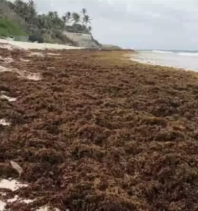 México Transforma el Sargazo en Fertilizantes Orgánicos y Otros Productos Innovadores