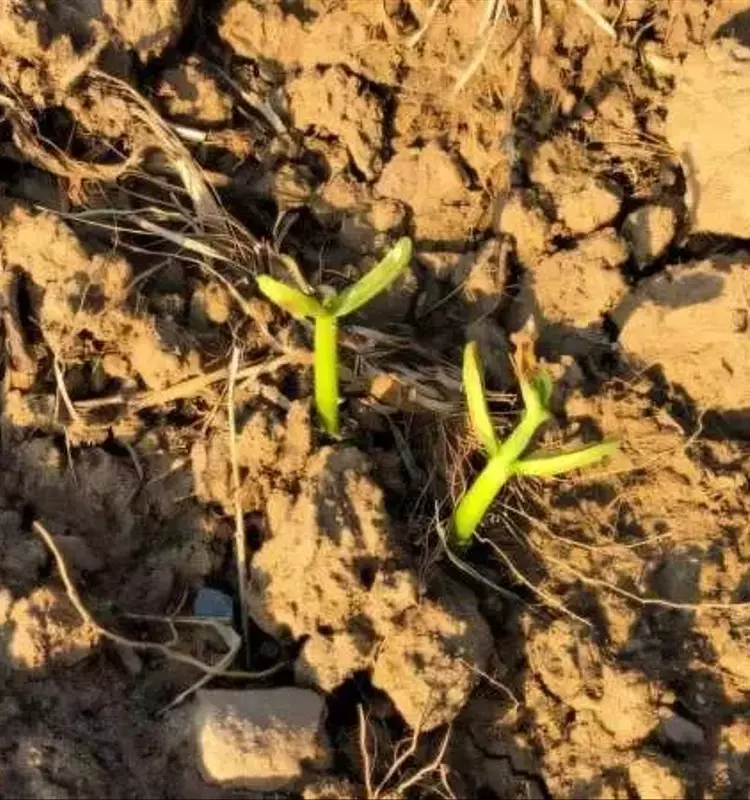 Innovaciones en Control de Plagas: Alternativas Ecológicas a los Neonicotinoides