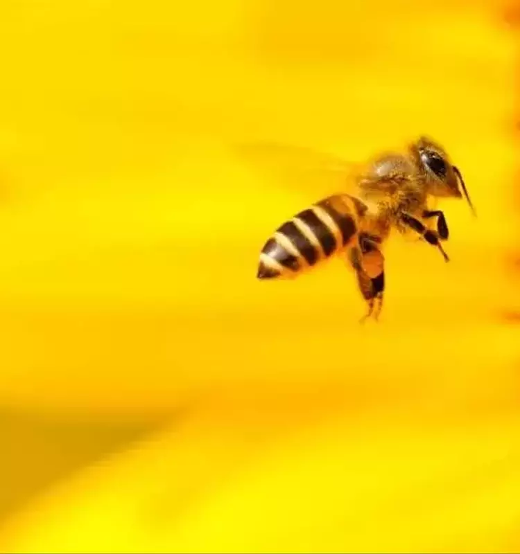 La Microbiota Intestinal de las Abejas: Un Factor Crucial para su Existencia y la Sustentabilidad Agrícola