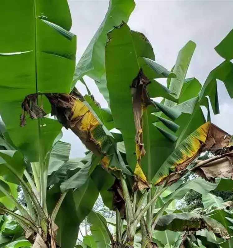 Uganda Alerta Ante Más de 9,000 Especies de Plagas no Reportadas Previamente