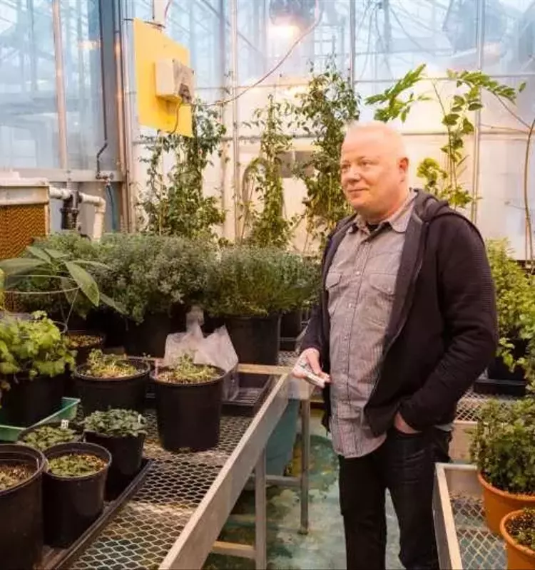 La Genética de las Plantas Aromáticas: Una Defensa Natural Contra Plagas y Microbios