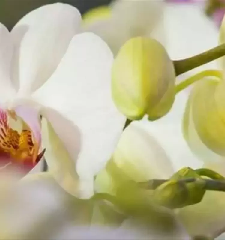 Avances Revolucionarios en el Control Biológico de Plagas en Floricultura de Invernadero