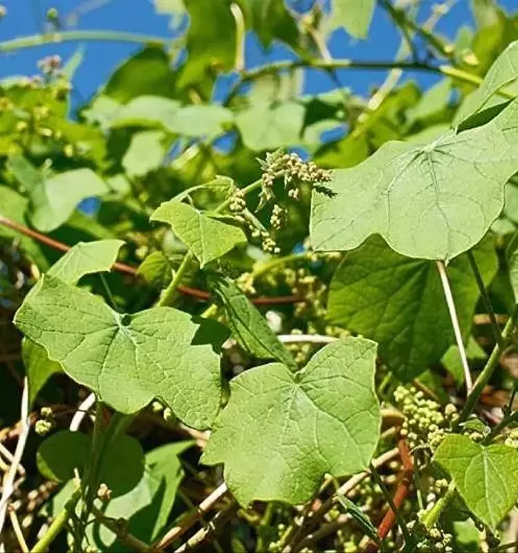 Revelan Secretos Evolutivos de Plantas: El Caso de la Semilla de Luna Canadiense