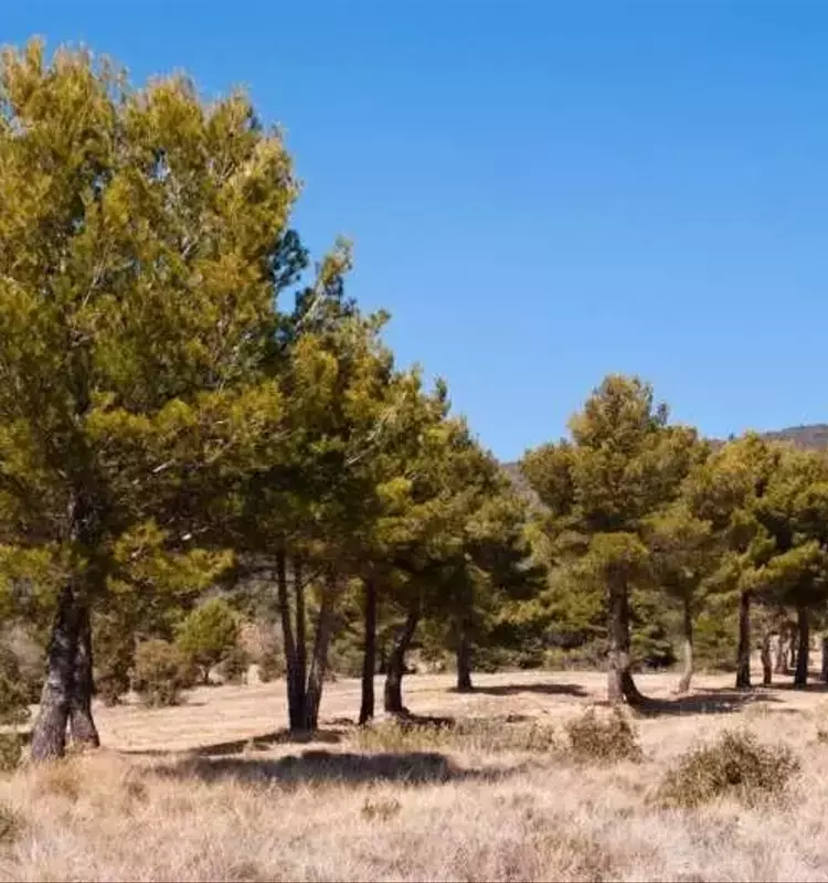 Un Inventario Exhaustivo de Árboles Mediterráneos Revela Nuevas Perspectivas para la Conservación Forestal