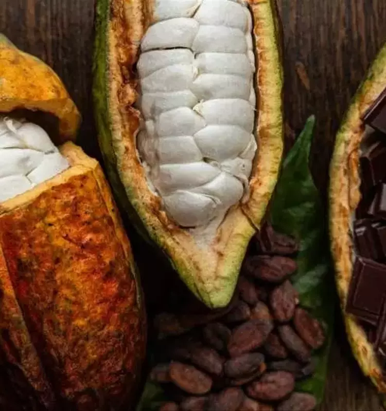 Revolucionando el Sabor del Chocolate: Avances en la Fermentación del Cacao