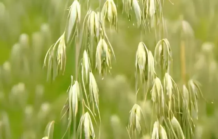 Excedente de Avena en España Impulsa Cambios en Fórmulas de Piensos para Animales