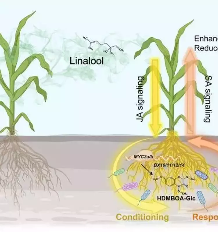 El Secreto Volátil del Maíz: Una Defensa Natural Contra las Plagas