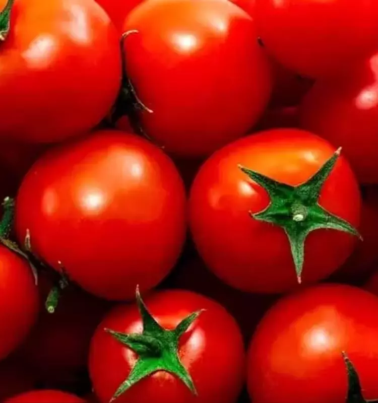 Revolución Genética en Tomates: Hacia Variedades Más Resilientes
