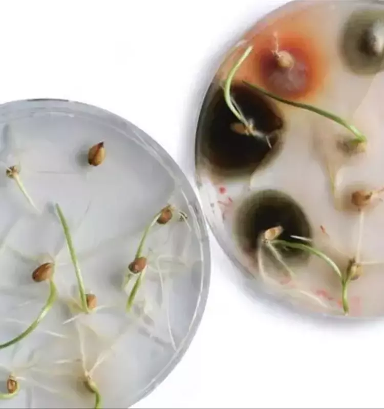 Avance Suizo en el Tratamiento Ecológico de Semillas: La Vaporización Revoluciona la Agricultura