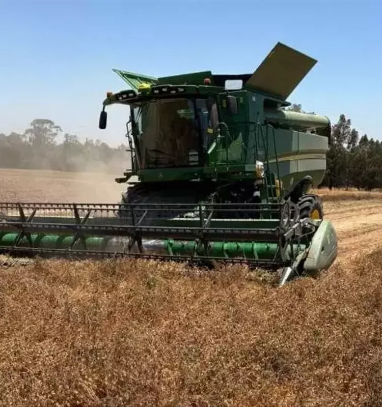 Revolución Agrícola: Optimización del Cultivo de Garbanzo mediante Modelos Satelitales y Aprendizaje Automático