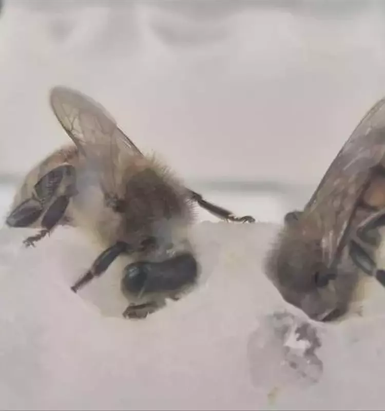Un Avance Revolucionario: Superalimentos Potencian la Reproducción de Colonias de Abejas