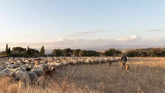 La Resiliencia del Mundo Rural: Más Allá de las Subvenciones, Hacia Pagos Justos por Servicios Esenciales