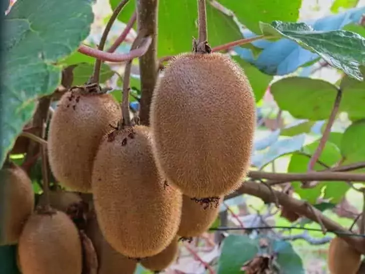 El Kiwi Verde: Reconocido Oficialmente por sus Beneficios Digestivos en Europa
