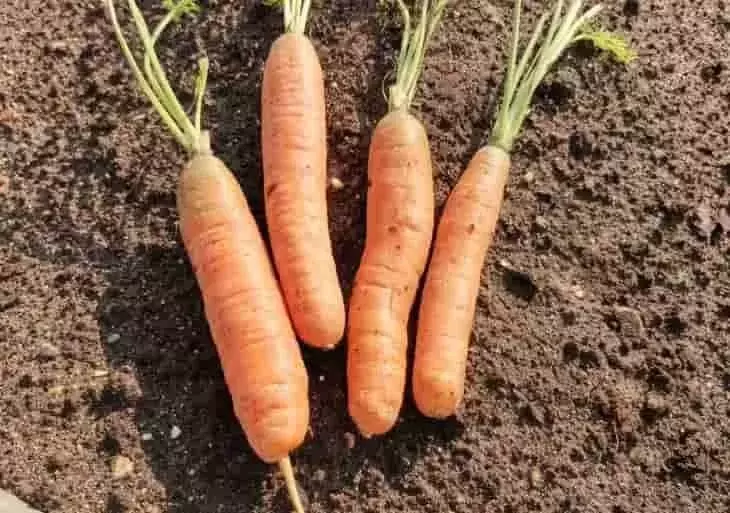 Innovación Suiza: Biopreservación Bacteriana para Proteger Zanahorias de la Pudrición Negra