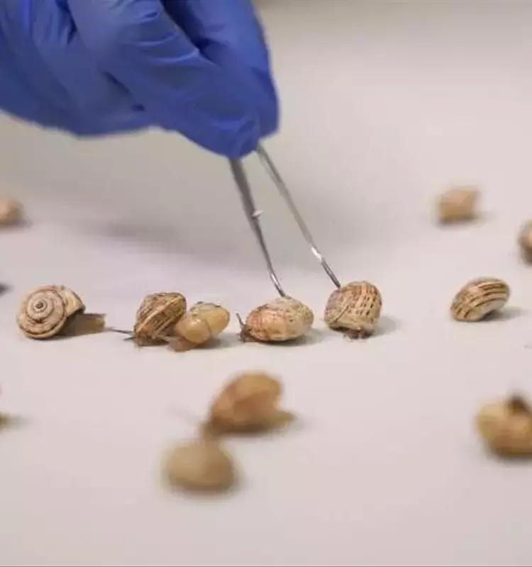 Un Misterio Resuelto: La Baba del Caracol Blinda Cultivos contra Pesticidas