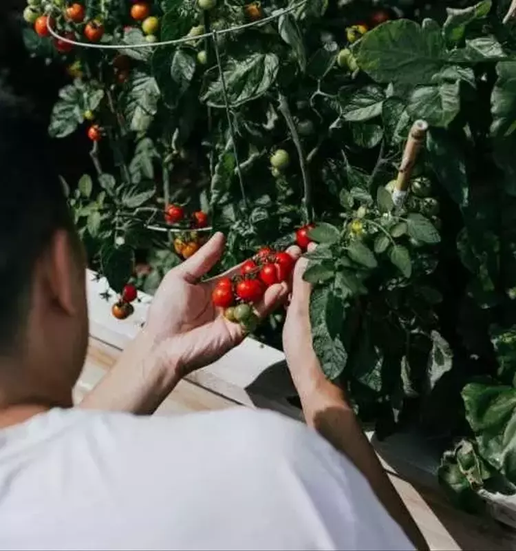 La Batalla del Tomate: Cultivando Resistencia al Calor Extremo