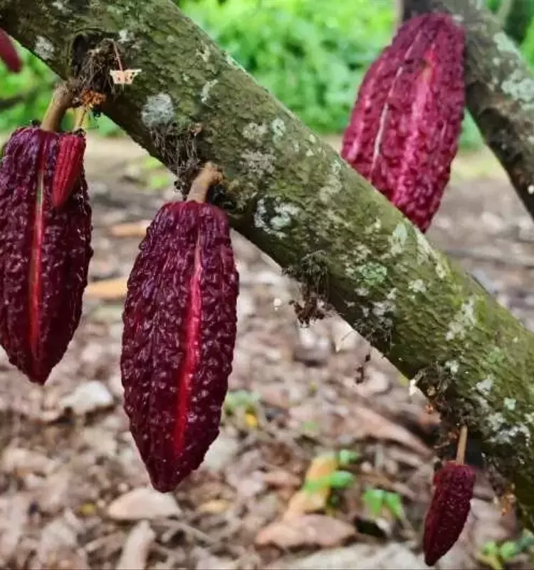 Nestlé revoluciona la producción de chocolate en respuesta al cambio climático