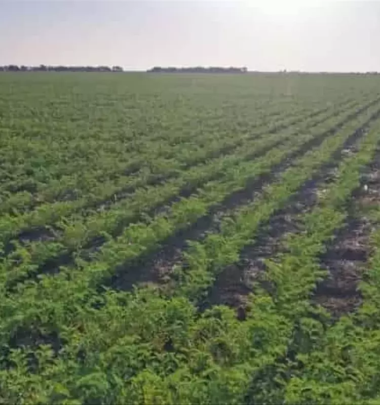 Avances en la Vigilancia Agrícola: Satélites y Aprendizaje Automático para Optimizar el Cultivo de Garbanzos en Israel