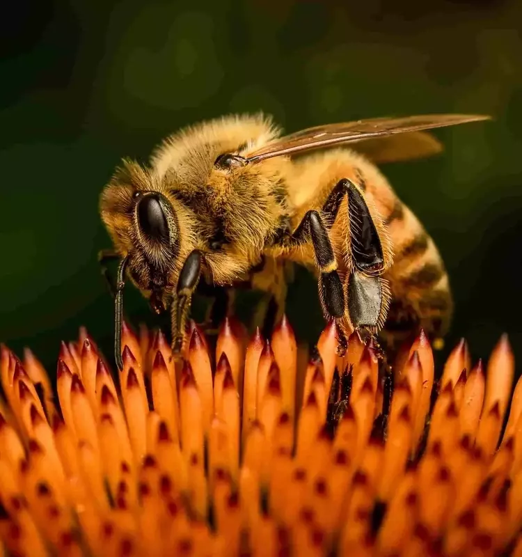 Impacto Climático en las Abejas: Un Desafío a la Polinización y la Seguridad Alimentaria
