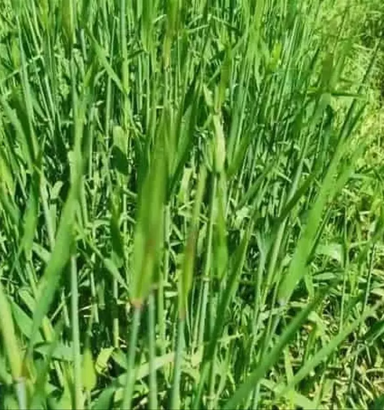 La Resistencia del Raigrás al Glifosato: Un Desafío Crece en el Reino Unido