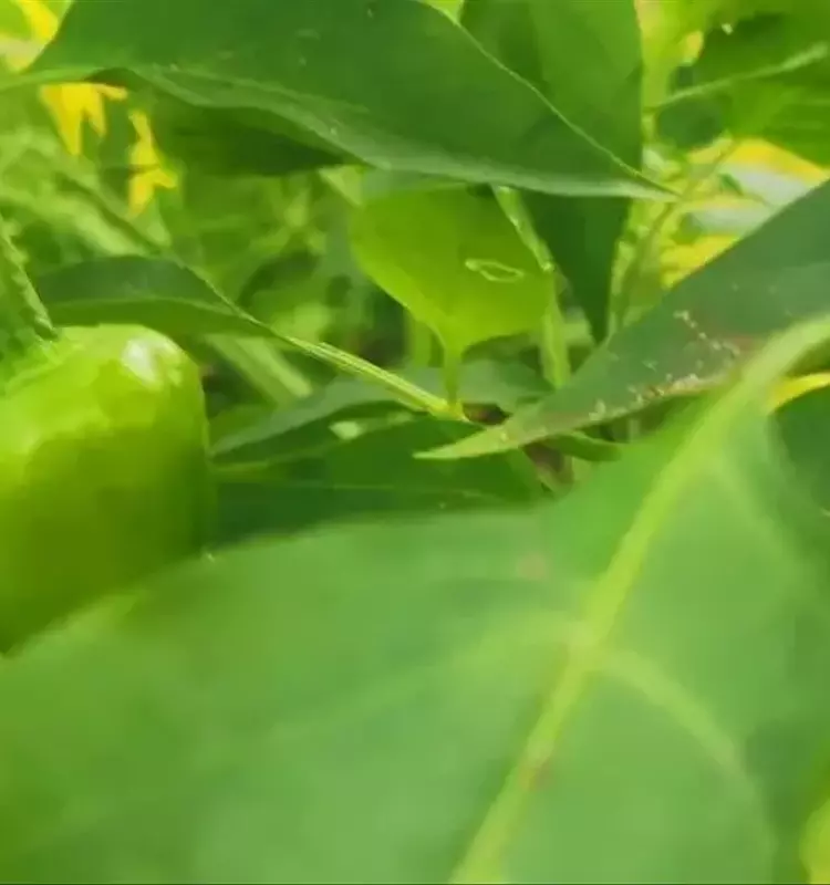 Innovación Agrícola: Australia Lidera con Vacunación Vegetal Masiva para Hortalizas
